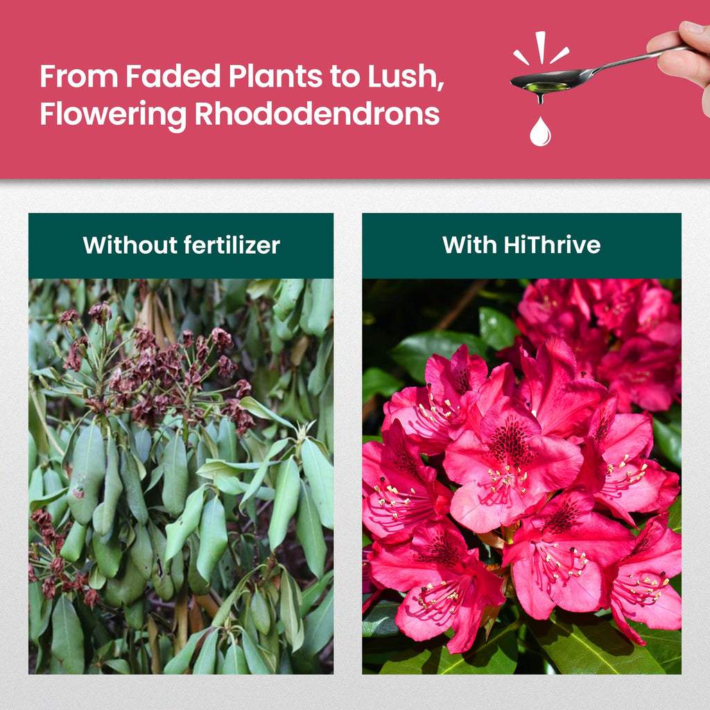 16oz Rhododendron Plant Food U5466