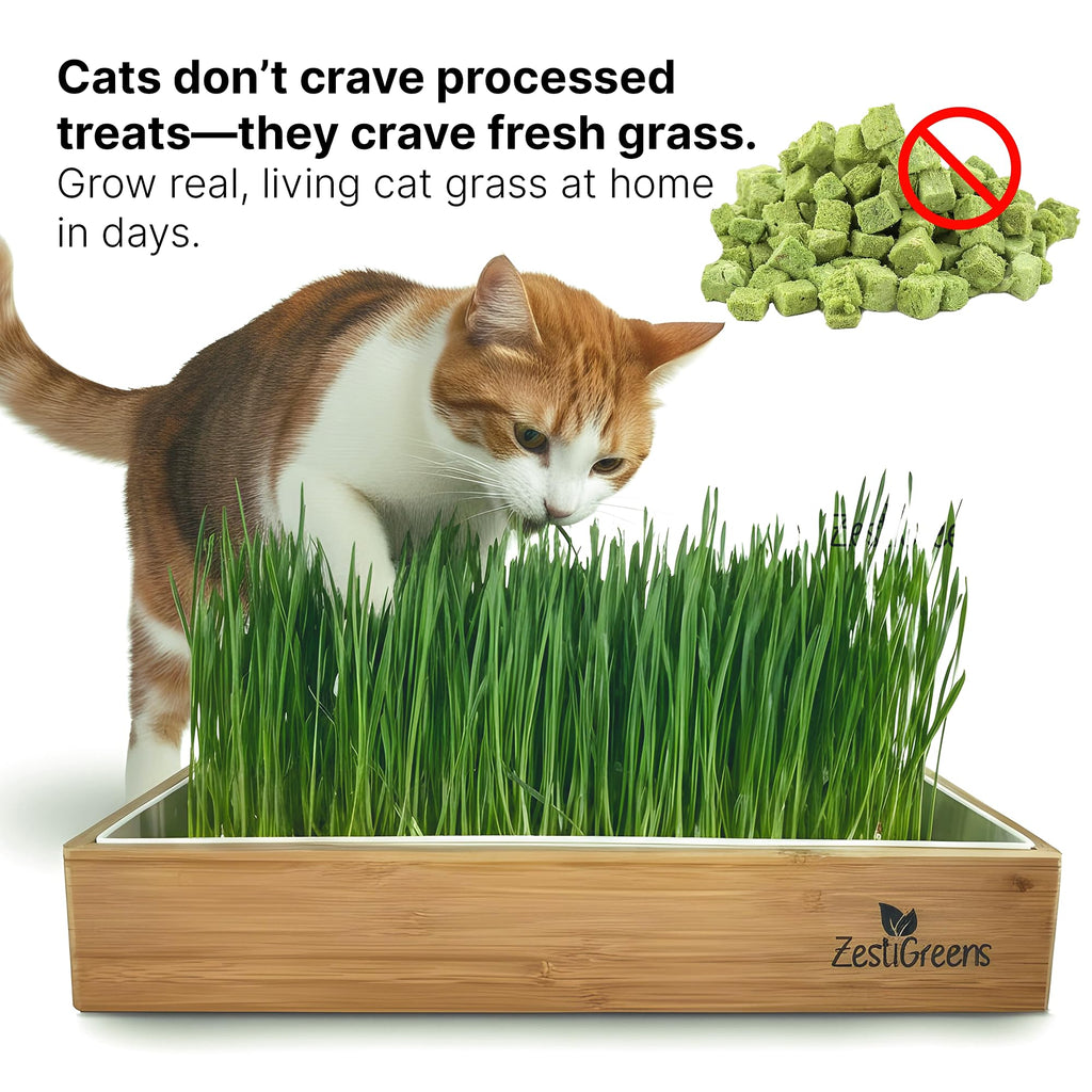 Self-Watering Cat Grass Planter Kit V4448