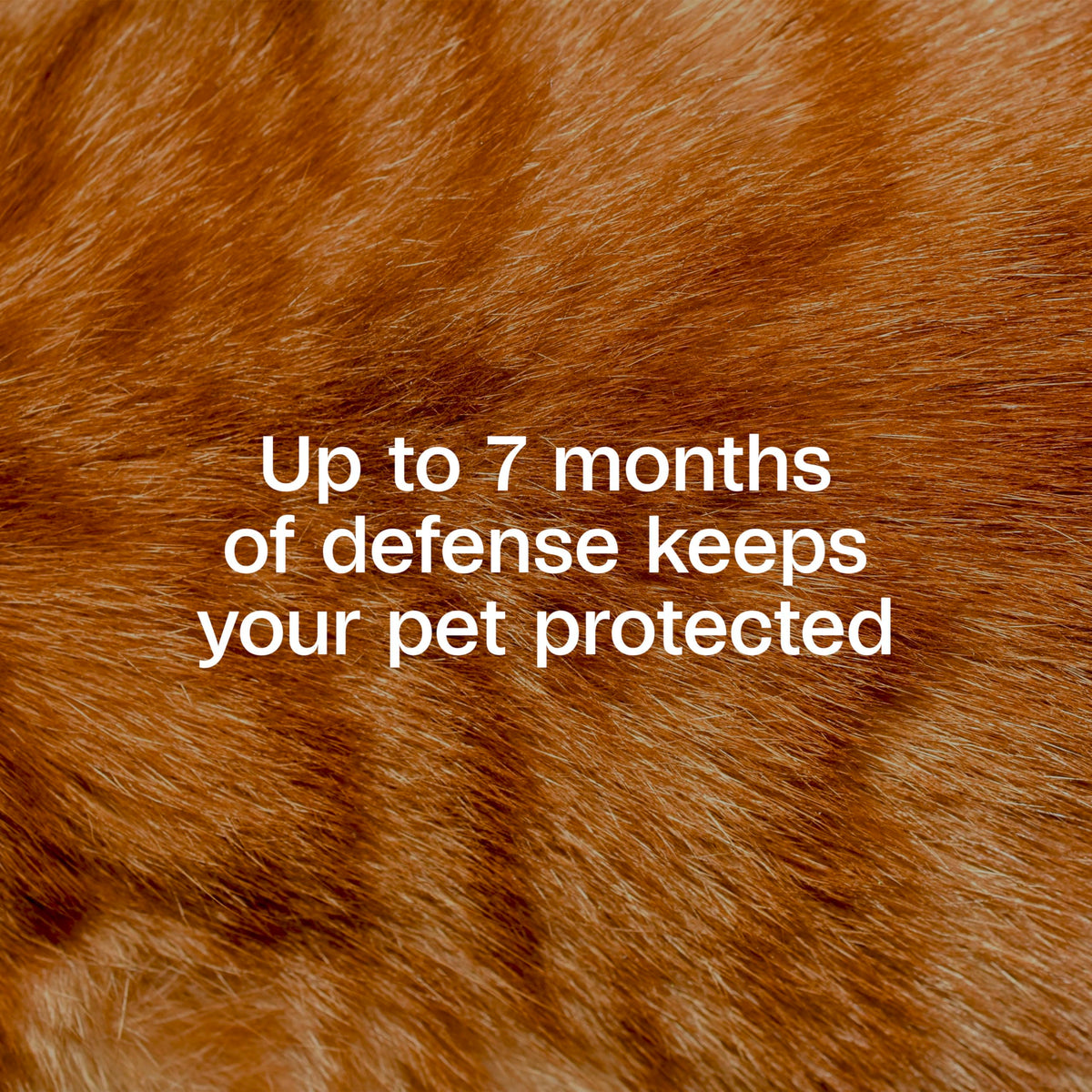 Adjustable Flea & Tick Collar for Cats X74107